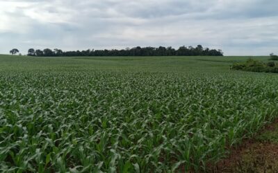 Le soja et le maïs au Brésil 2022/2023