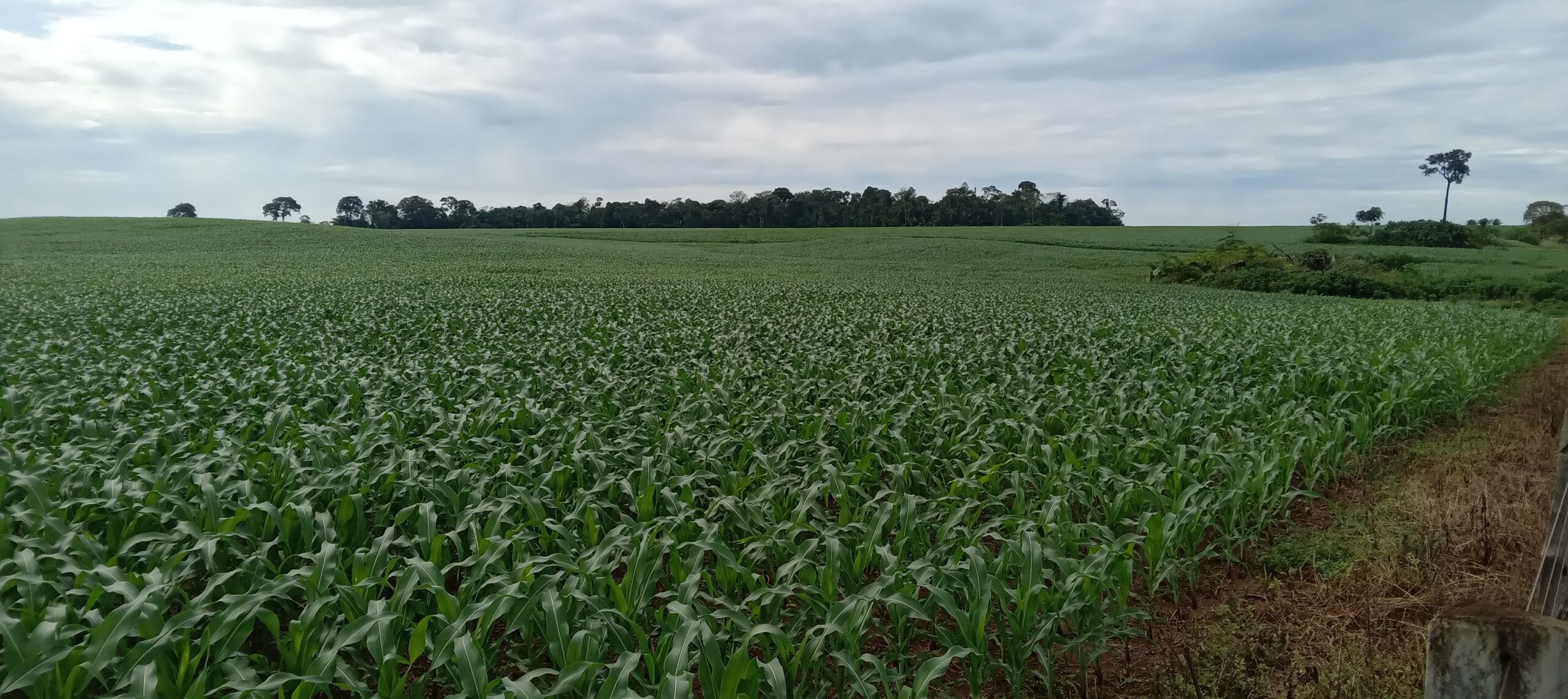 Le soja et le maïs au Brésil 2022/2023