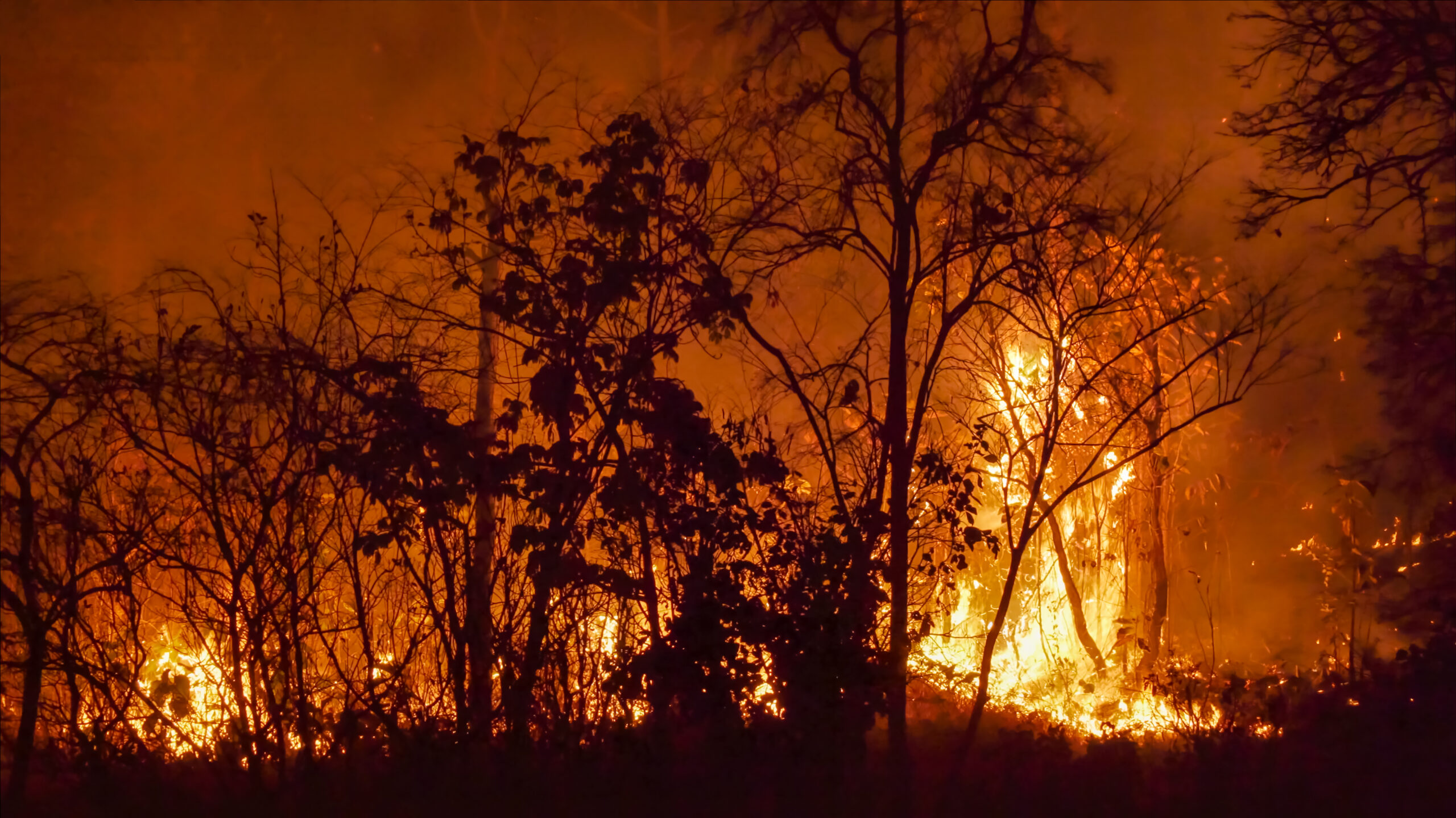 Wildfire disaster in tropical forest caused by human